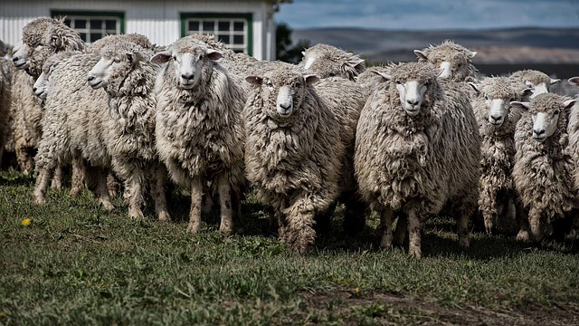 patagonia-640x480-68477707.jpeg