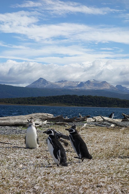 Patagonia
