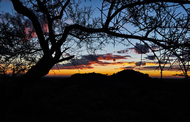 phoenix-640x480-44571105.jpeg