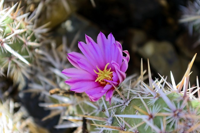 Tucson