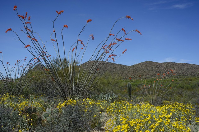 Tucson