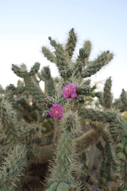 tucson-640x480-6556497.jpeg