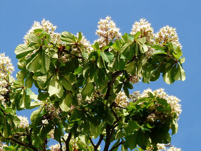 Buckeye