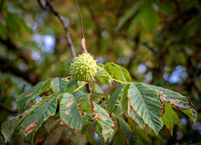Buckeye