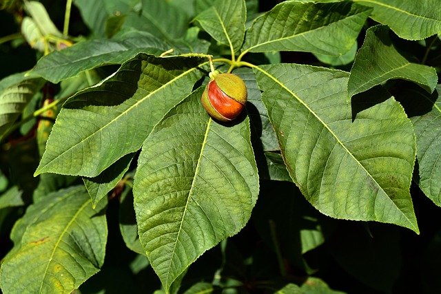 Buckeye