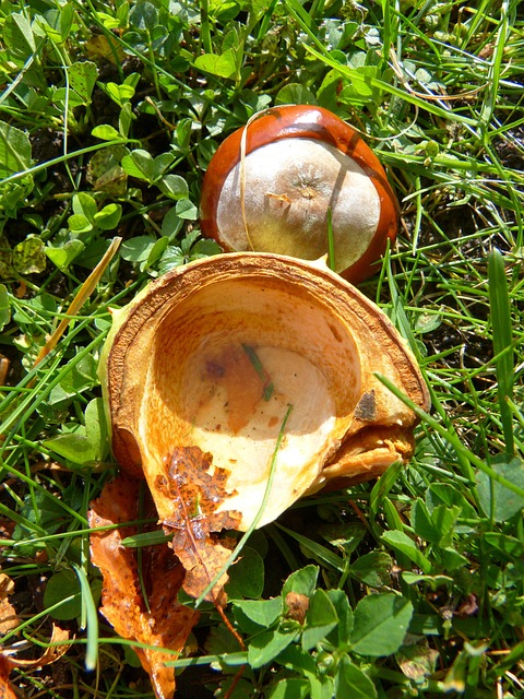 Buckeye