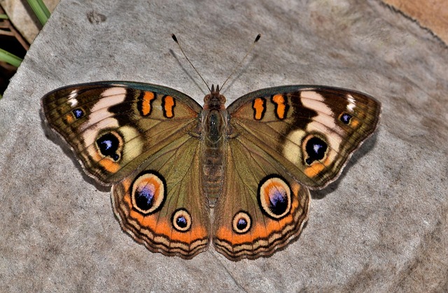 Buckeye