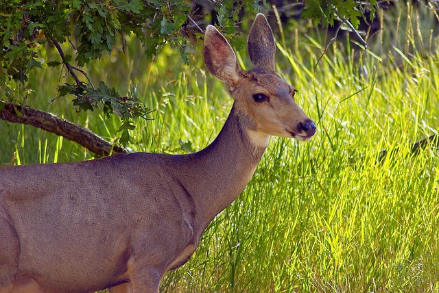 Camp Verde