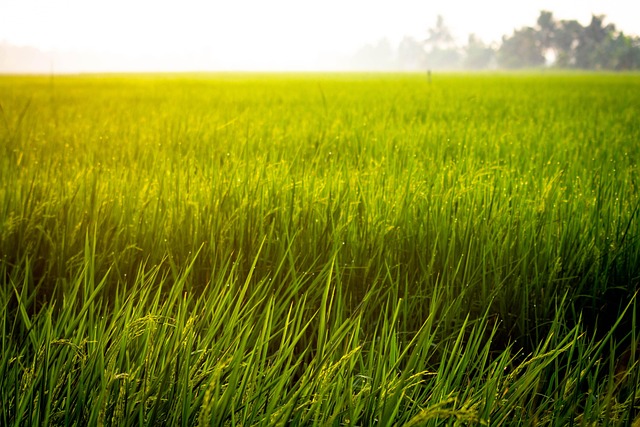 Biodiversity Boost: Green Strategies for Urban Real Estate Value