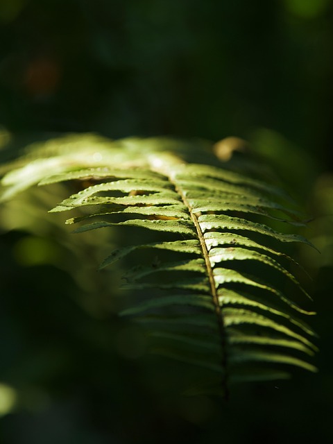 Eco-Landscaping