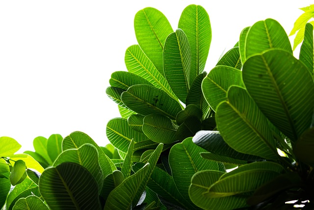Low-Water Native Plants: Revitalizing Real Estate with Drought-Tolerant Species