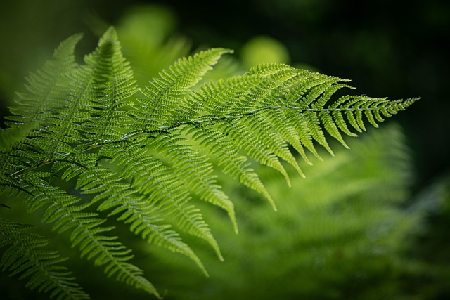 Eco-Landscaping
