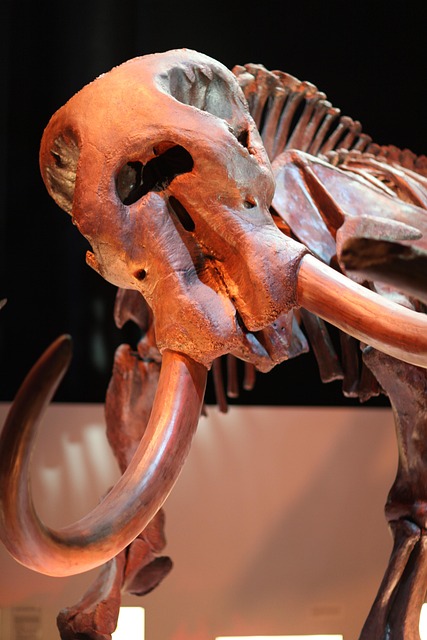 mammoth-640x480-61252388.jpeg