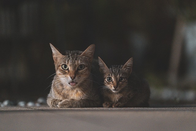 Multi-Family