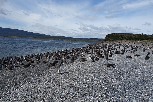 Patagonia
