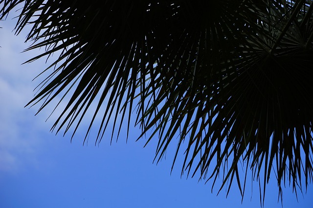 phoenix-640x480-23609388.jpeg