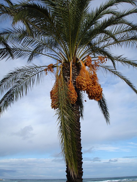phoenix-640x480-2819027.jpeg