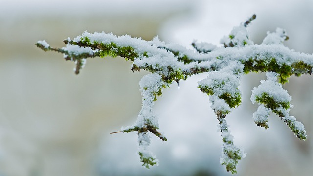 snowflake-640x480-53887159.jpeg