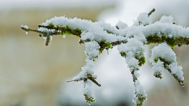 snowflake-640x480-71385377.jpeg