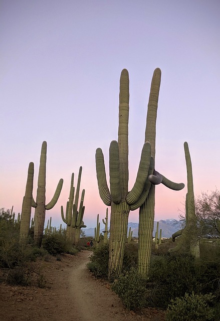 South Tucson