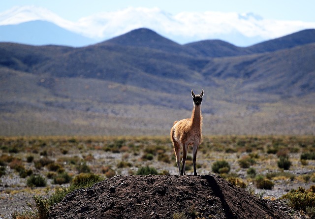 South Tucson