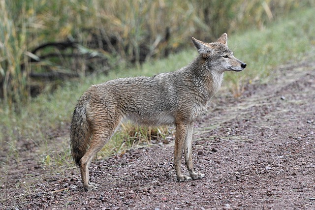 Apache Junction