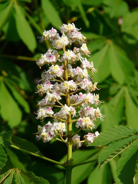 Buckeye