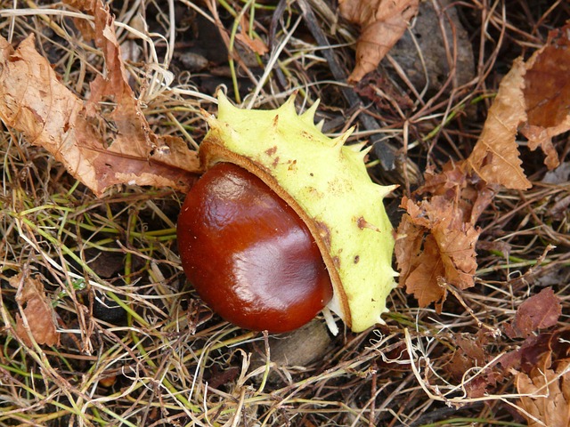 Buckeye