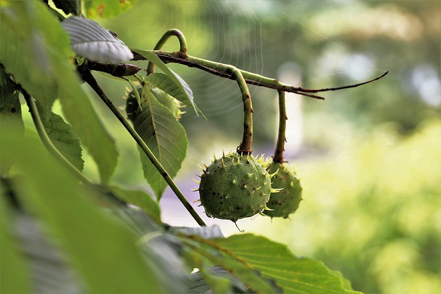 buckeye-640x480-44495660.jpeg