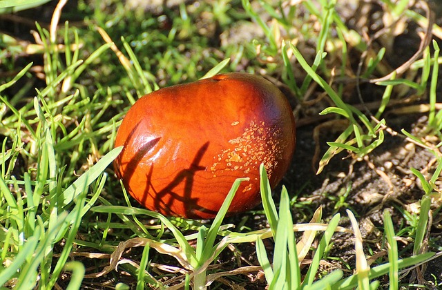 buckeye-640x480-57292878.jpeg