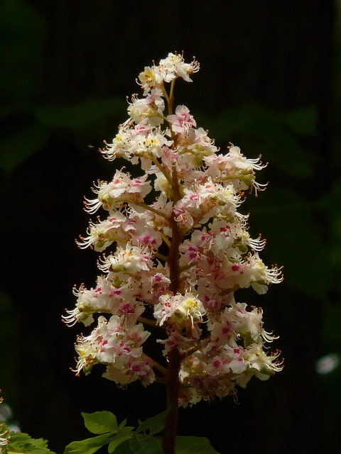 Buckeye