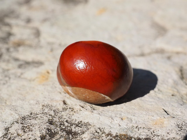 buckeye-640x480-80621046.jpeg