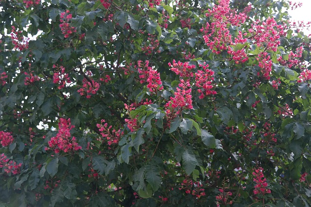 Buckeye