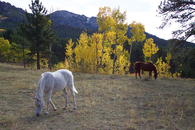 Colorado City