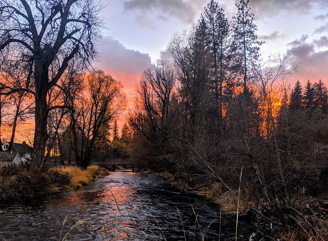 cottonwood-640x480-9719037.jpeg