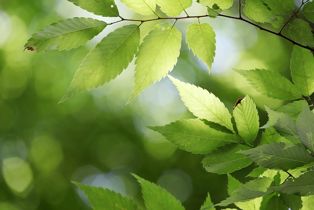 Boost Real Estate Value: Mulch & Efficient Irrigation Systems