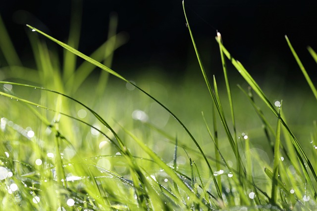 Eco-Landscaping