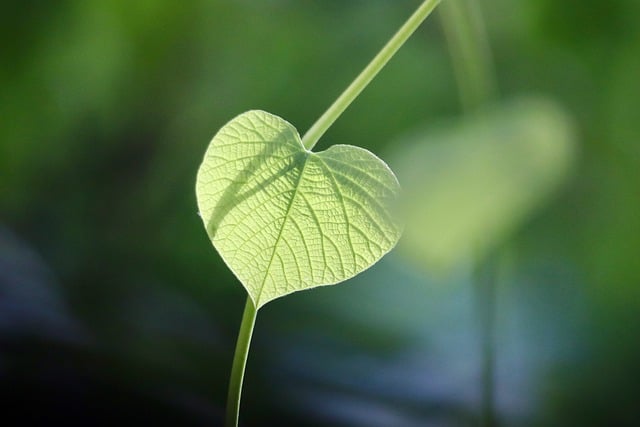 Eco-Landscaping