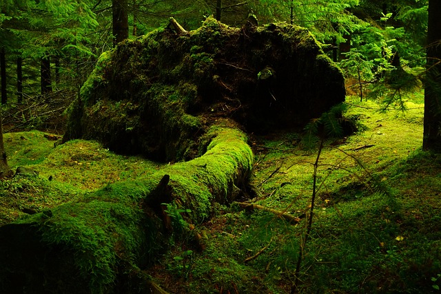 eco-landscaping-640x480-88530872.jpeg