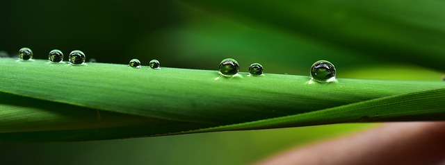 Eco-Landscaping
