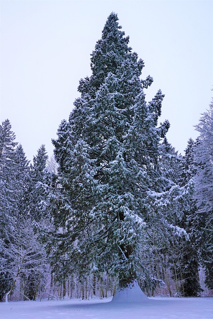 Mammoth