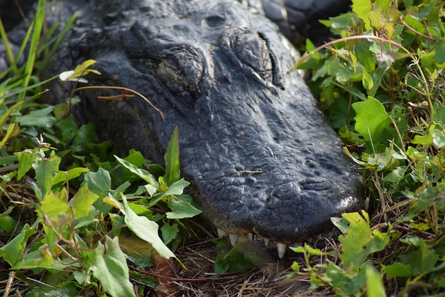 miami-640x480-51228828.jpeg