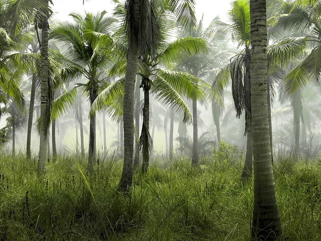 Paradise Valley
