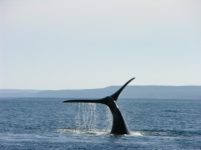 patagonia-640x480-10057982.jpeg