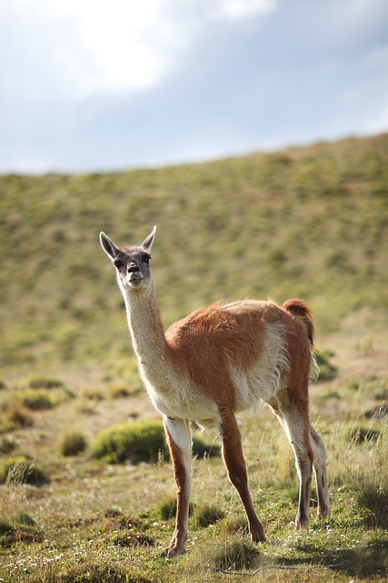 Patagonia