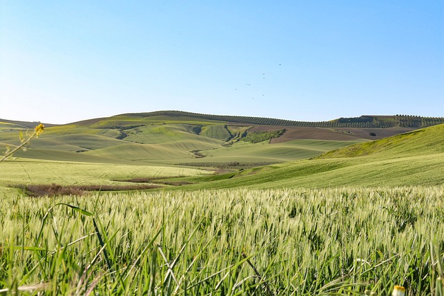 Sierra Vista