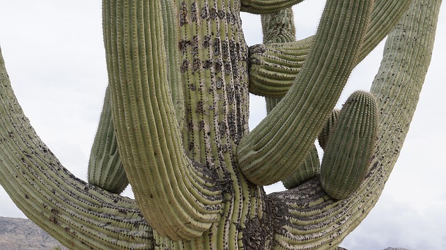 South Tucson