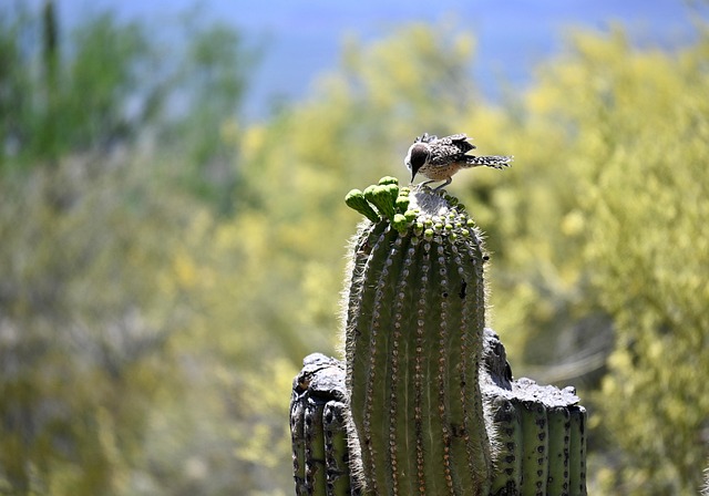 Tucson