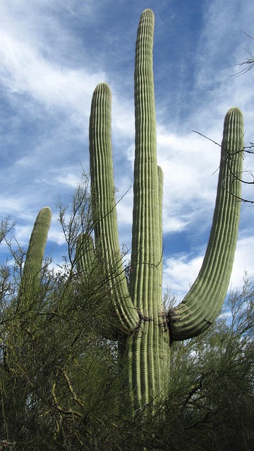Tucson