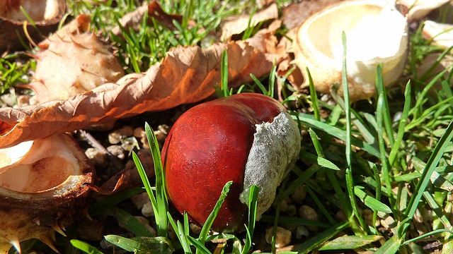 Buckeye